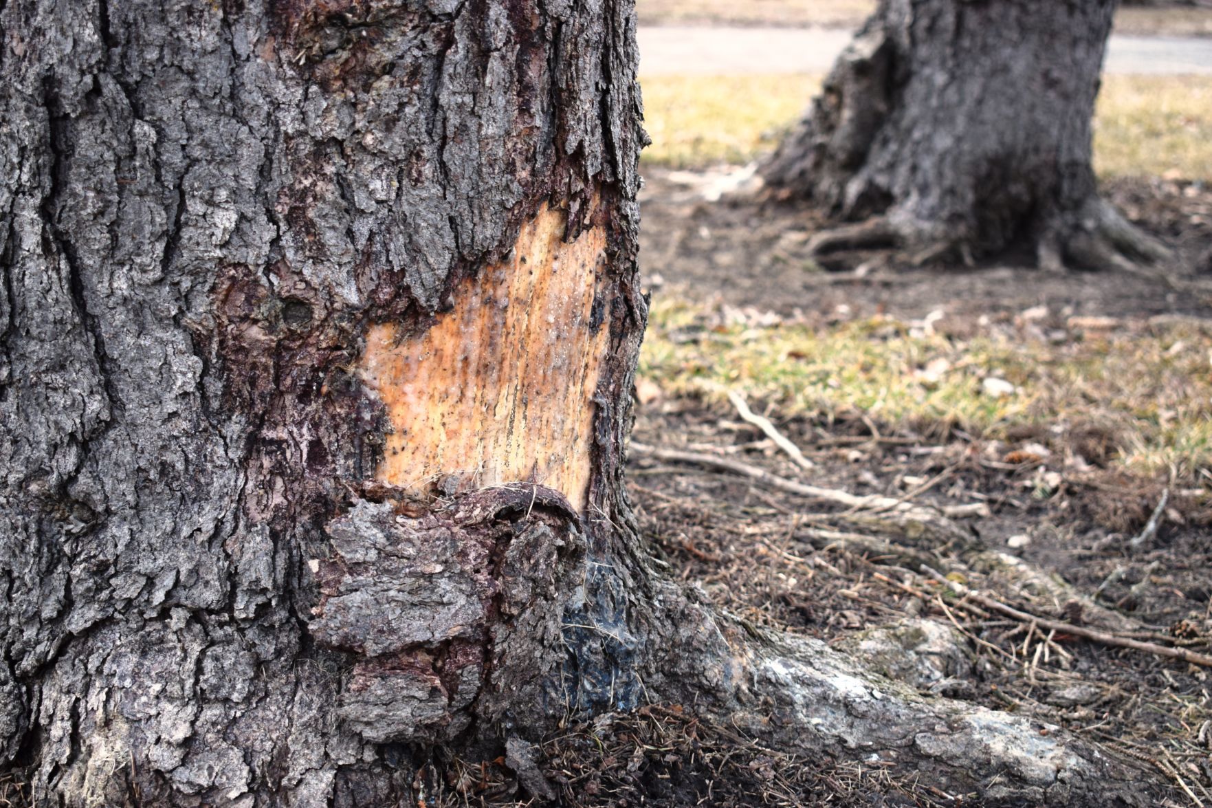 Tree damage